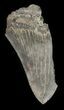 Serrated, Partial, Megalodon Tooth - Georgia #47624-1